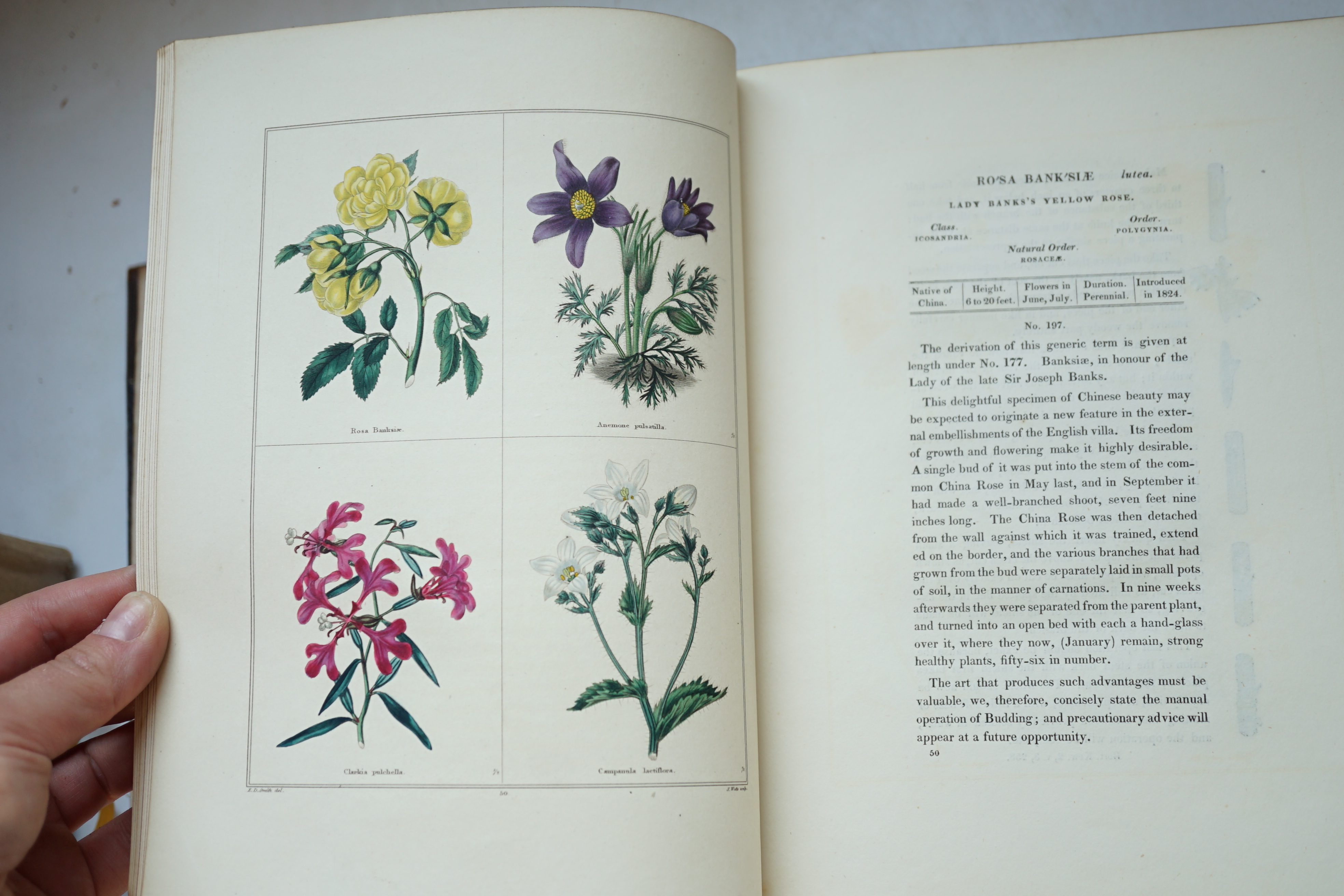 Maund, Benjamin - The Botanic Garden; Consisting of Highly Finished Representations of Hardy Ornamental Flowering Plants, Cultivated in Great Britain, vols. 3 & 5 only, each engraved with hand-coloured plates - (48 to vo